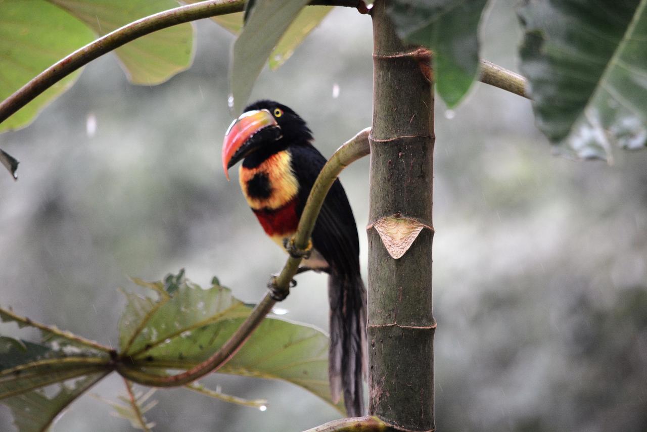 Casa del Toucan Dominical Esterno foto