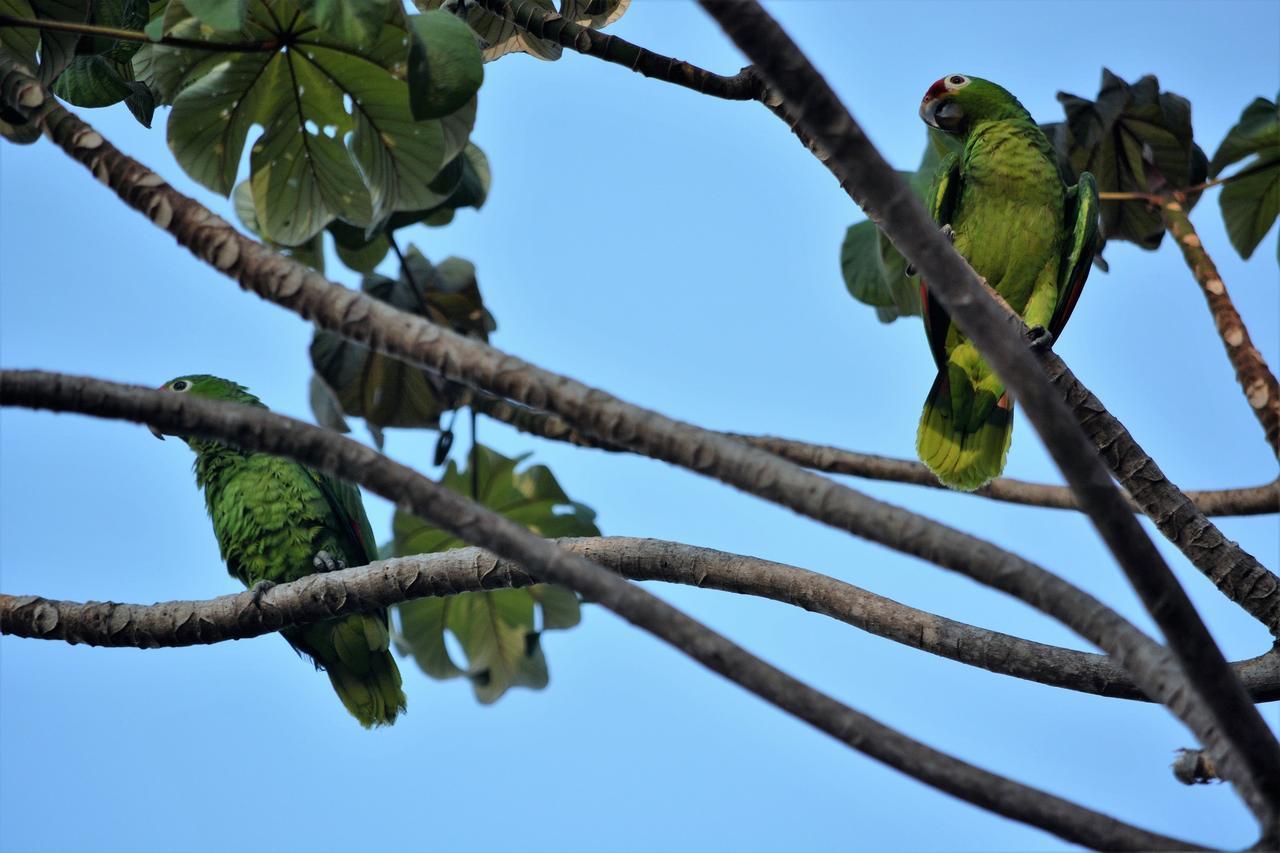 Casa del Toucan Dominical Esterno foto